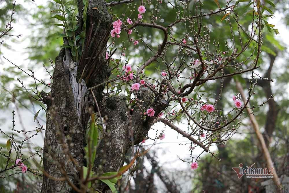 Goc dao co khong lo rao gia tram trieu o Ha Noi-Hinh-13