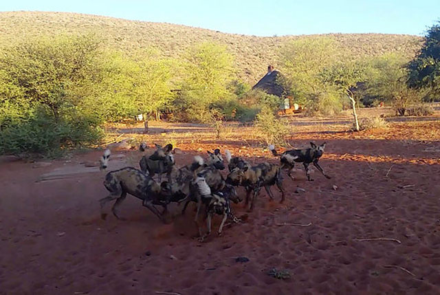 Cuối cùng, chúng nhanh chóng cắn vào cổ chú lợn bướu để giết chết con mồi và cùng nhau thưởng thức bữa tiệc thịnh soạn. 