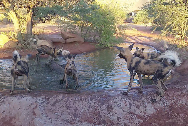 Dù đã cố gắng chống trả hết sức, nhưng bầy chó hoang với số lượng đông đảo đã không cho chú lợn bướu có cơ hội thoát thân.