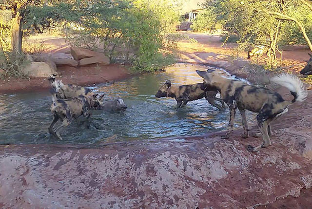 Trước đó, bầy chó hoang đã phát hiện ra chú lợn bướu dưới hồ nước và nhanh chóng lao lên bao vây con mồi.