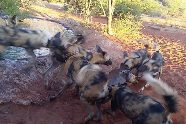 Sau đó, cả đàn chó hoang hợp sức cắn xé và đưa con mồi lên cạn.