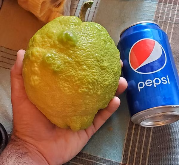 Quả chanh khổng lồ.