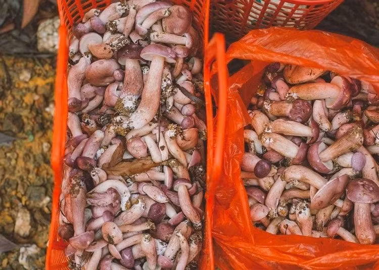 Loại nấm có vị đắng ngắt nhưng lại là đặc sản giúp người dân hốt bạc ảnh 1
