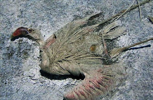 Rung minh ho nuoc “tu than” bien sinh vat thanh “tuong song“-Hinh-4