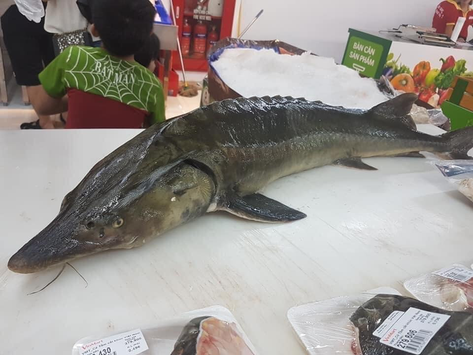 Loai ca dac san ban cho mang gia sieu re, nguoi dan tranh thu an sang-Hinh-2