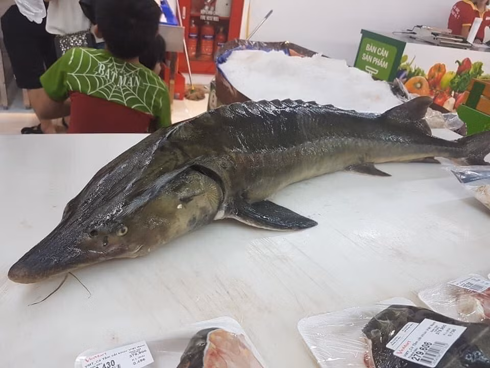 Loai ca dac san ban cho mang gia sieu re, nguoi dan tranh thu an sang-Hinh-2