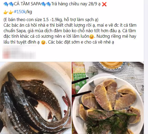 Loai ca dac san ban cho mang gia sieu re, nguoi dan tranh thu an sang-Hinh-4