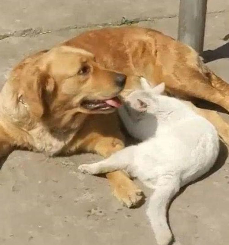 Chó mẹ sắp sinh kêu thảm thiết, chủ nhân bật ngửa vì cảnh tượng sốc Cho me sap sinh keu tham thiet, chu nhan bat ngua vi canh tuong soc