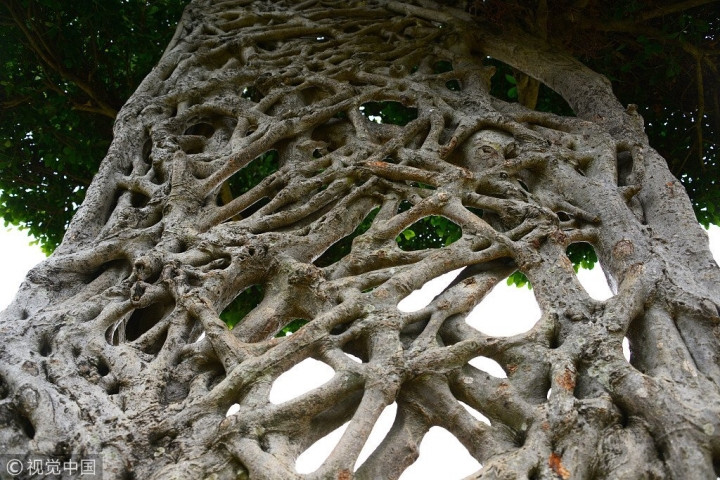 "Cây mạng nhện" gây chú ý với hình dáng mọc chằng chịt kỳ lạ ảnh 2