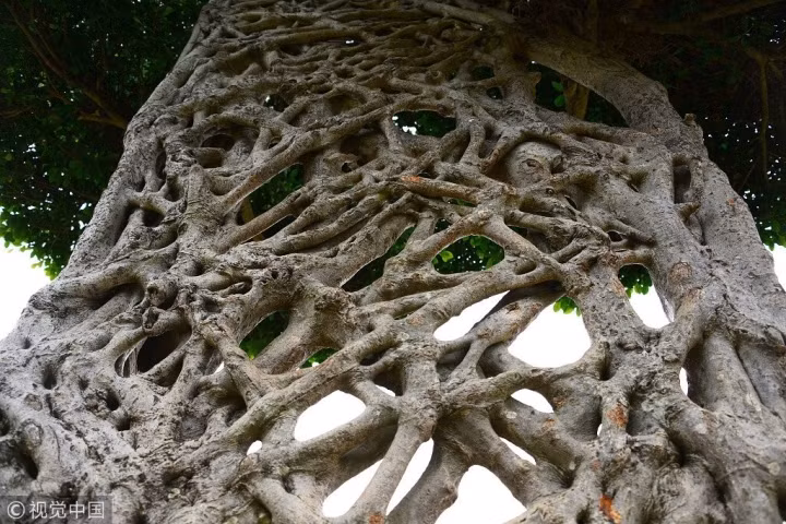 "Cây mạng nhện" gây chú ý với hình dáng mọc chằng chịt kỳ lạ ảnh 2