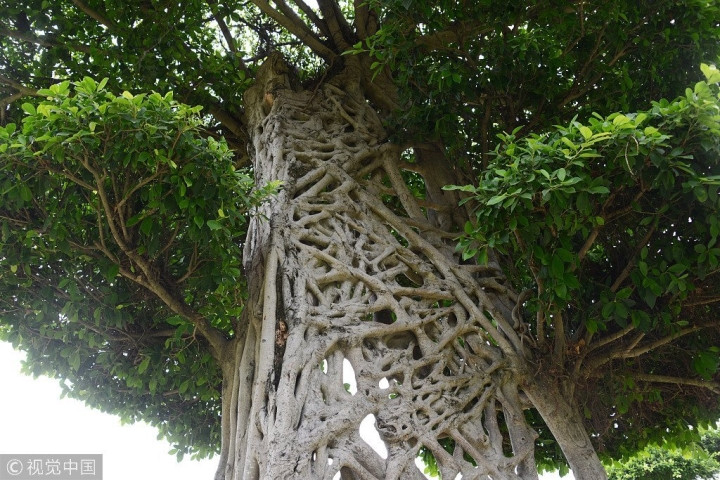 "Cây mạng nhện" gây chú ý với hình dáng mọc chằng chịt kỳ lạ ảnh 3