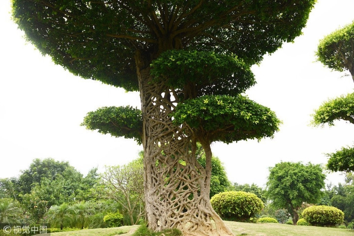 "Cây mạng nhện" gây chú ý với hình dáng mọc chằng chịt kỳ lạ ảnh 4