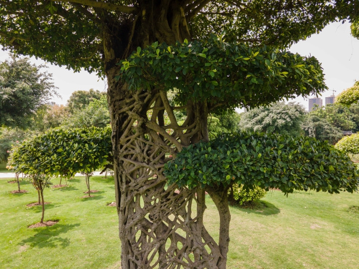 "Cây mạng nhện" gây chú ý với hình dáng mọc chằng chịt kỳ lạ ảnh 5