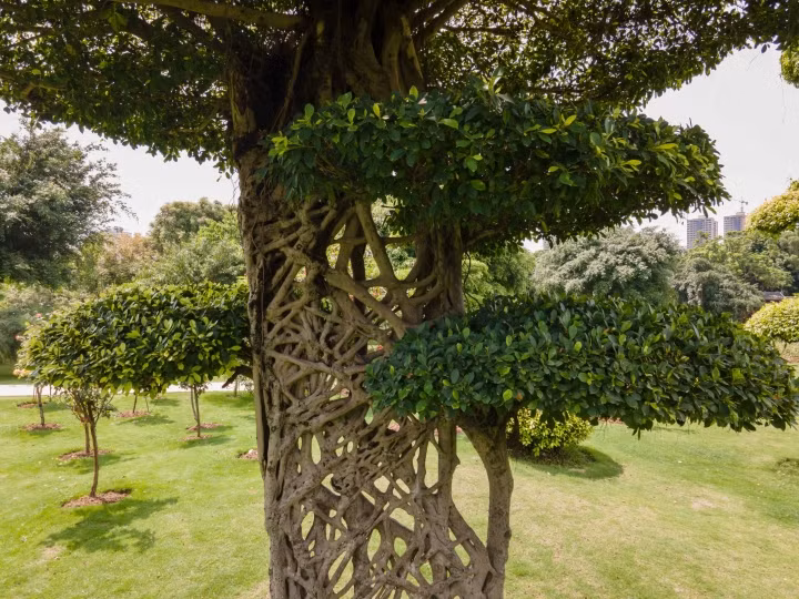 "Cây mạng nhện" gây chú ý với hình dáng mọc chằng chịt kỳ lạ ảnh 5