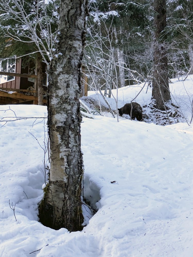 Cô gái bị cắn, tưởng là trăn nhưng thấy thứ còn đáng sợ hơn - Hình 3 Co gai bi can, tuong la tran nhung thay thu con dang so hon-Hinh-3