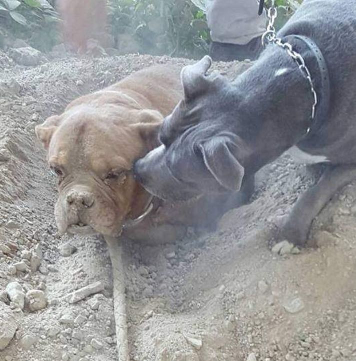 Chó cưng đột nhiên tìm thấy thứ khiến chủ nhân nhói lòng - Hình 3 Cho cung dot nhien tim thay thu khien chu nhan nhoi long-Hinh-3