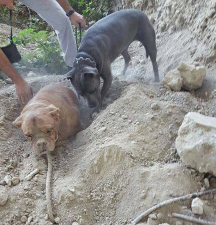 Chó cưng đột nhiên tìm thấy thứ khiến chủ nhân nhói lòng - Hình 2 Cho cung dot nhien tim thay thu khien chu nhan nhoi long-Hinh-2