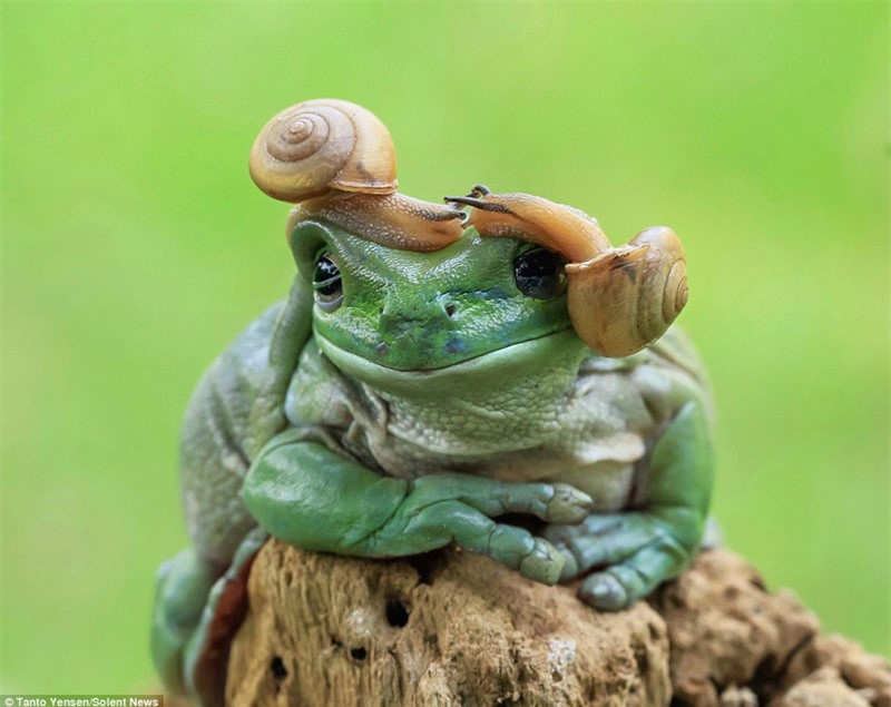 ch xanh mắt nhắm, mắt mở để 2 kẻ láu cá làm loạn trên đầu. 