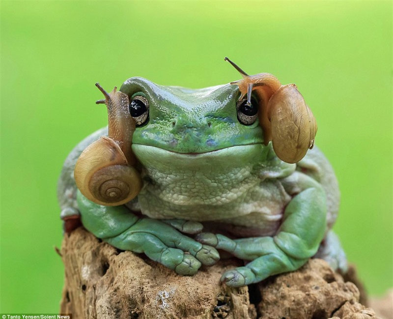 Hai con ốc sên này cũng rất quá quắt, lợi dụng ếch xanh hiền lành, nó liền leo trèo không kiêng nể trên đầu ếch.