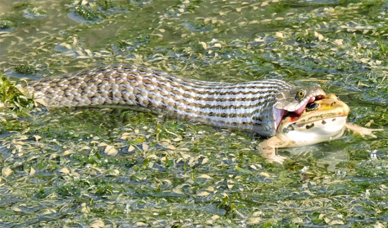 Theo quan sát, ta có thể thấy con rắn nước này khá lớn.