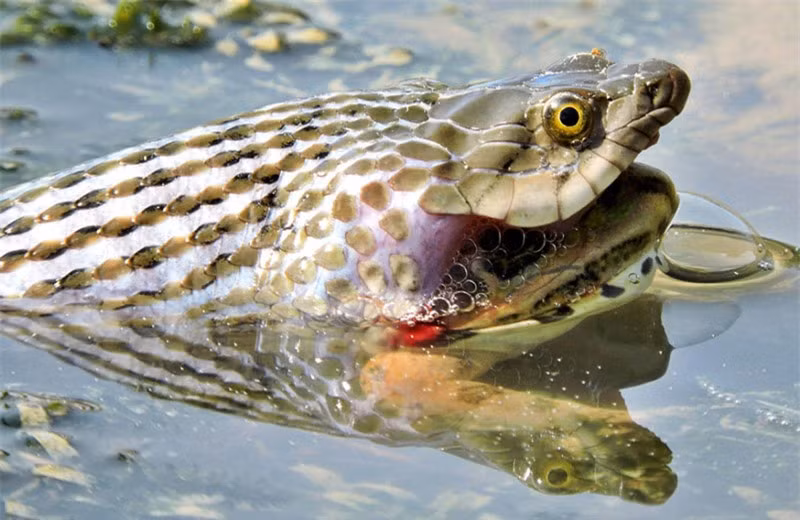 Rắn nước há miệng lớn, vật lộn mãi vẫn chưa thể nuốt trôi chú ễnh ương bướng bỉnh.