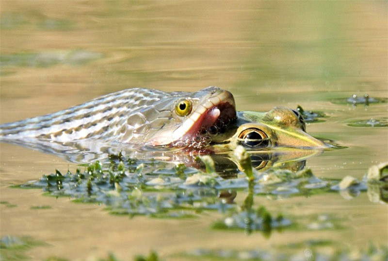 Tuy nhiên, con ễnh ương ngang bướng quyết dơ hai chân trước ra nên rắn nước gặp khá nhiều khó khăn trong việc nuốt con mồi.