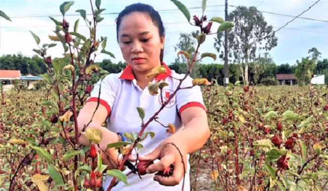 Trong cay la choi hoa, sau vai nam nhan giong nguoi dan thu hang tram trieu-Hinh-3