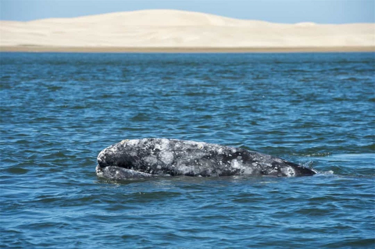 ##sc### Cá voi xám. Loài cá voi này có thể sống đến năm 77 tuổi. 