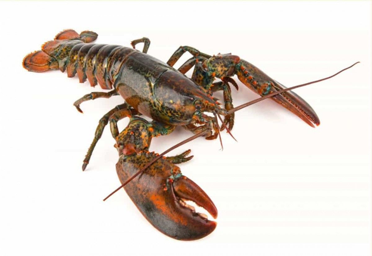 ##sc### Tôm hùm Mỹ. Loài tôm hùm này được tìm thấy ở Đại Tây Dương và có thể sống tới 100 năm. 