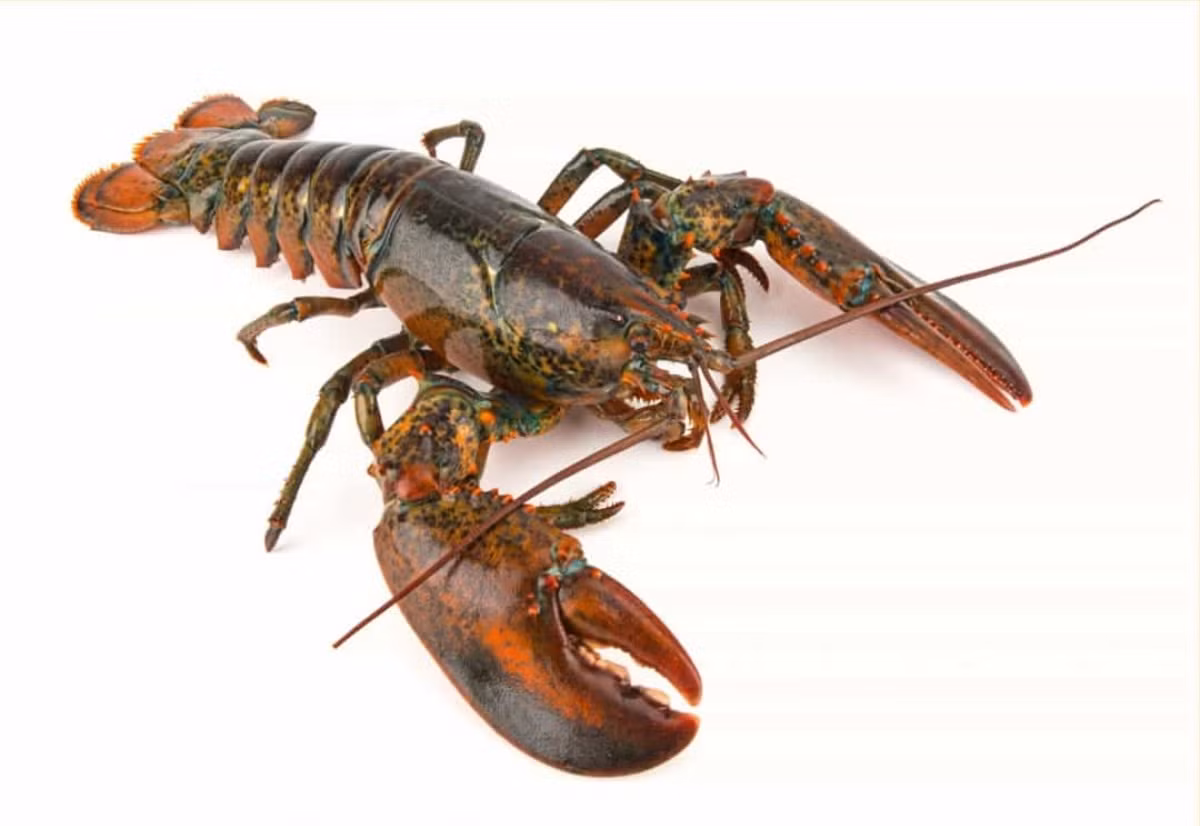##sc### Tôm hùm Mỹ. Loài tôm hùm này được tìm thấy ở Đại Tây Dương và có thể sống tới 100 năm. 