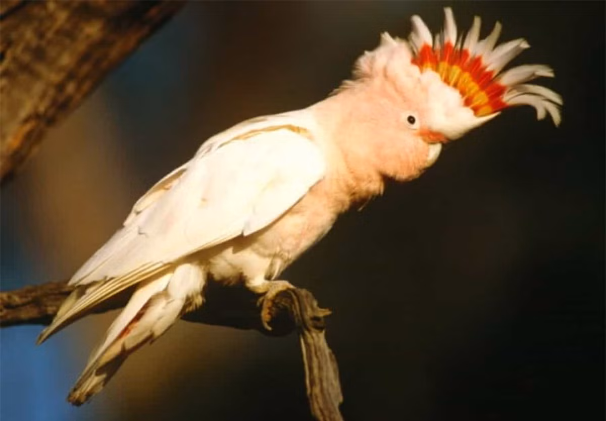 ##sc### Vẹt mào hồng. Vẹt mào hồng không chỉ là một trong những loài chim đẹp nhất mà nó còn có thể sống rất lâu, cho đến 83 tuổi. 