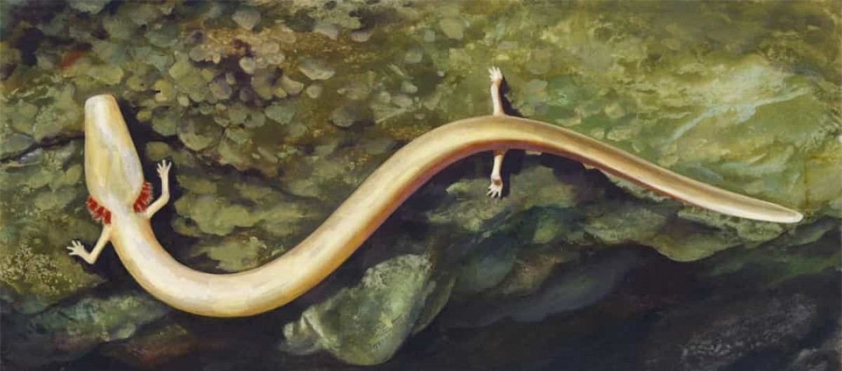 ##sc### Kỳ nhông Olm. Loài kỳ nhông nhỏ chỉ nặng 17g này có thể sống tới 102 năm. 