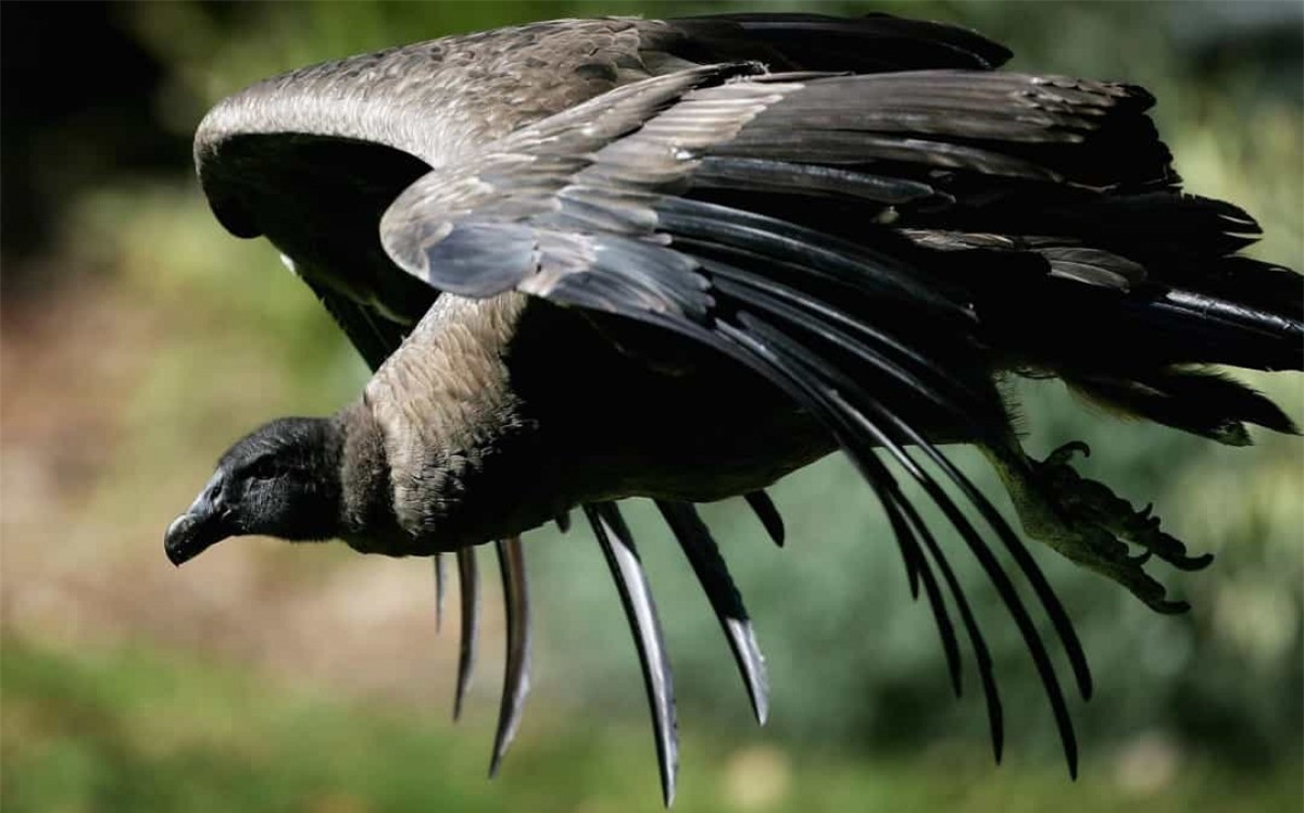 ##sc### Kền kền khoang cổ.Loài kền kền khổng lồ này, với sải cánh dài 3,3m, có thể sống được 79 năm. 