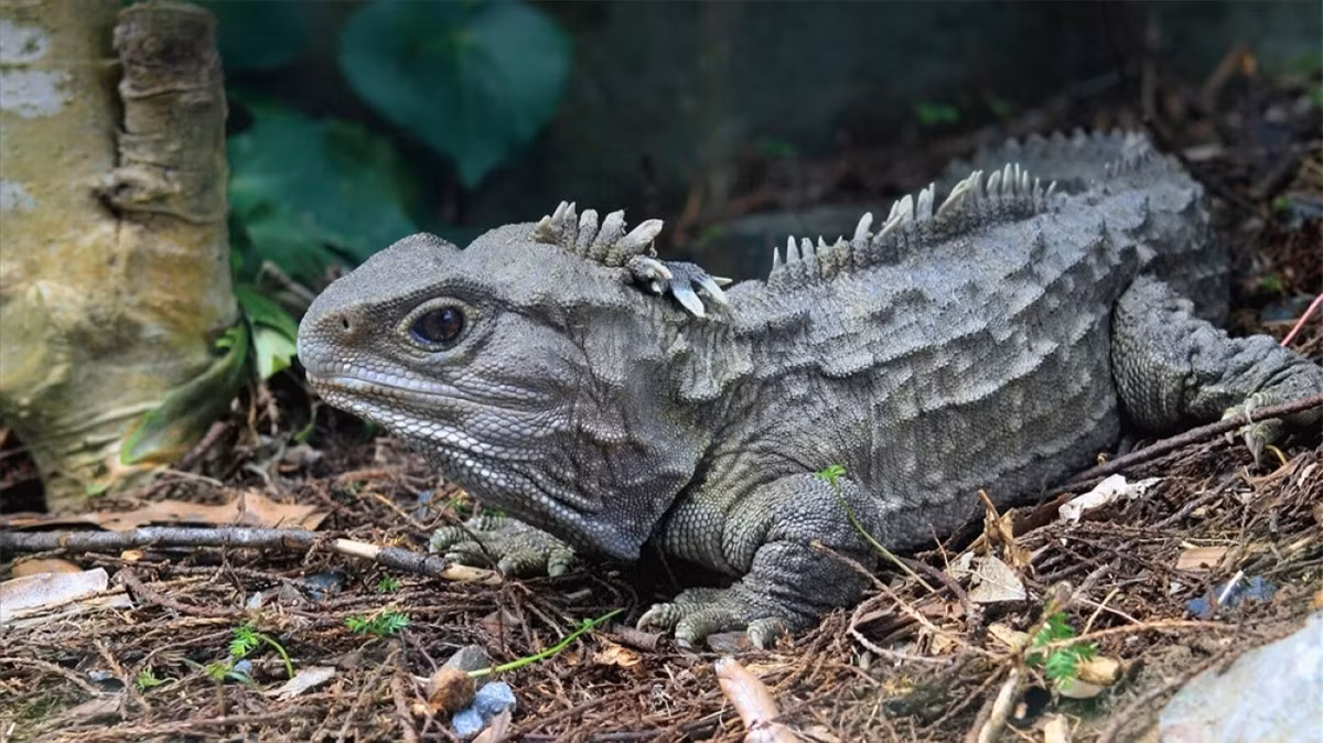 ##sc### Bò sát Tuatara. Tuatara là loài bò sát nhỏ sống ở New Zealand. Một số cá thể của loài này có tuổi thọ cao đáng kể - hơn 110 năm./. 
