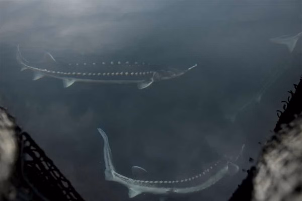 ##sc### Cá tầm hồ. Loài cá nước ngọt ở Bắc Mỹ này có thể sống tới 152 năm. 