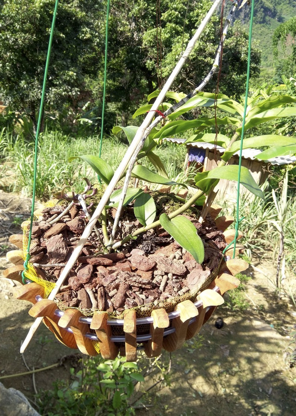 Cay lan co gia 46 ty dong: Tai sao tra gia xong lai khong mua?-Hinh-2