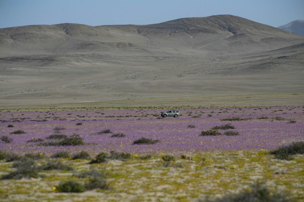 Khu vực được ví như phòng thí nghiệm tự nhiên này ở sa mạc Atacama gần thành phố Copiapo - cách Santiago 800 km về phía bắc - mang đến cho các nhà khoa học cơ hội nghiên cứu về cách thích ứng của các loài vật với khí hậu khắc nghiệt.