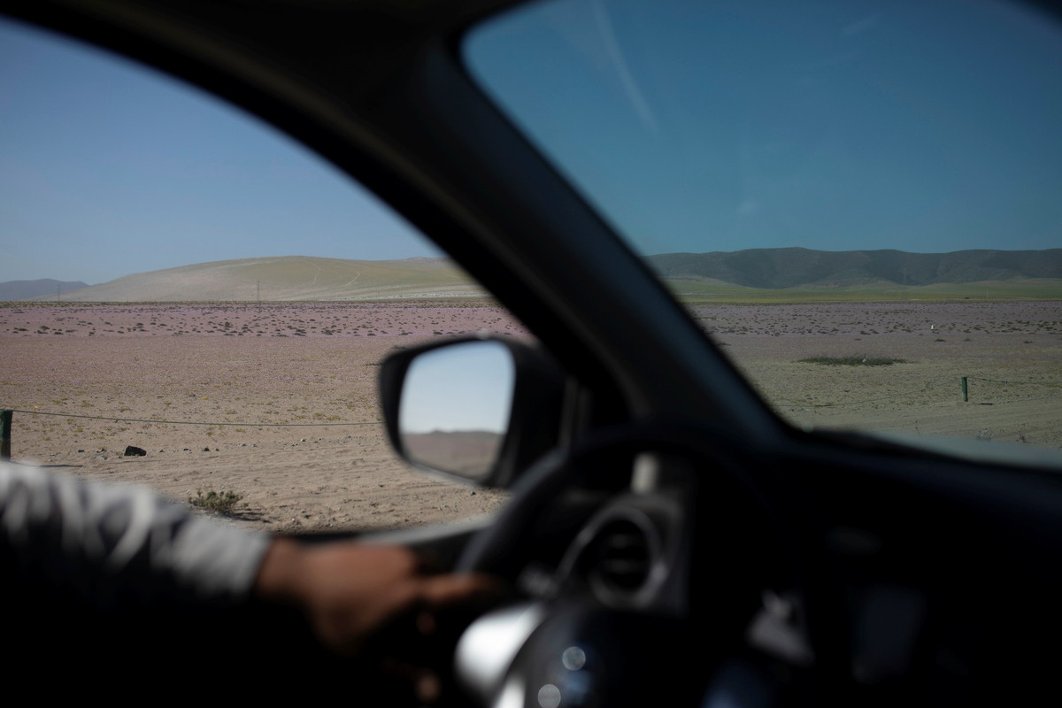 Giới chuyên gia khẳng định điều quan trọng là phải nghiên cứu những loài hoa này để hiểu cách chúng tồn tại trong những điều kiện khắc nghiệt. Họ cho rằng sự nóng lên toàn cầu có thể biến nhiều vùng đất màu mỡ trên hành tinh thành sa mạc như Atacama.