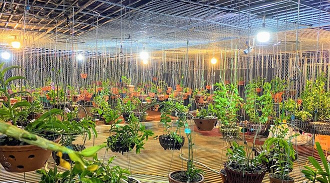 Anh nong dan ngheo bong choc doi doi nho loai cay nay