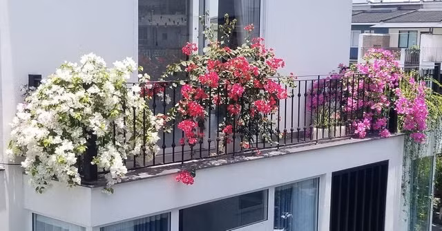 4 loai cay trong o ban cong giup thu hut tai loc-Hinh-4