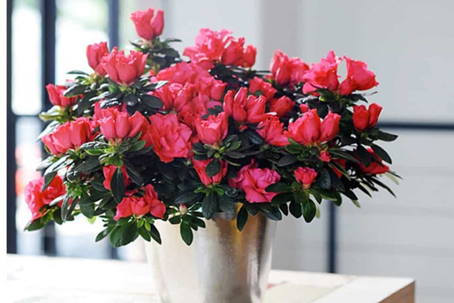 4 loai cay trong o ban cong giup thu hut tai loc-Hinh-2