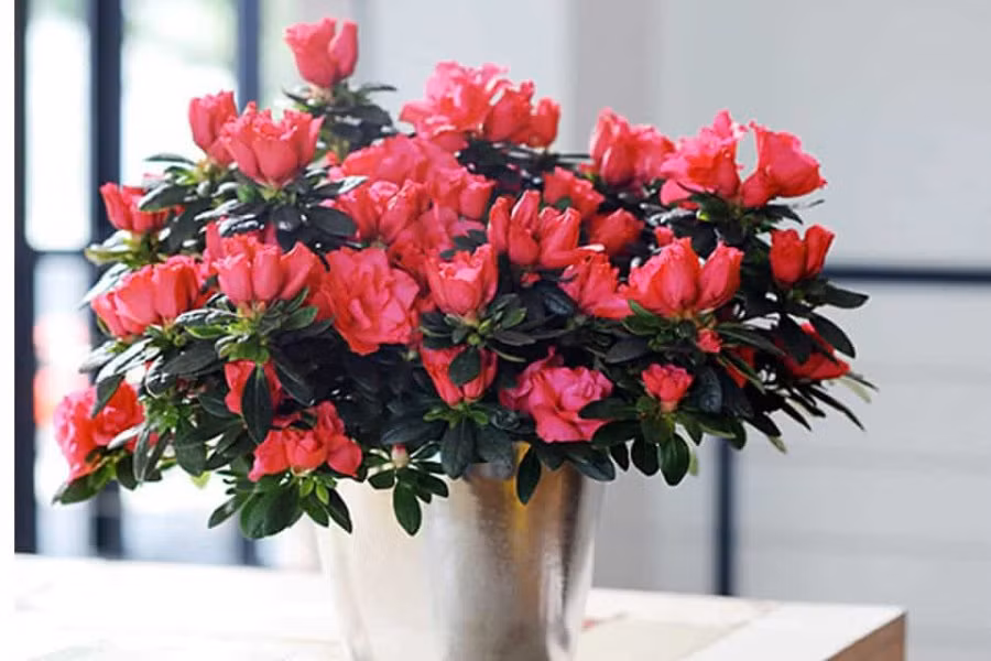 4 loai cay trong o ban cong giup thu hut tai loc-Hinh-2