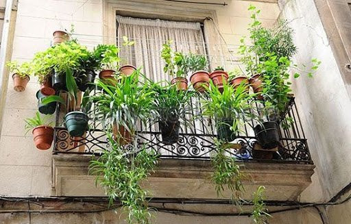 4 loai cay trong o ban cong giup thu hut tai loc