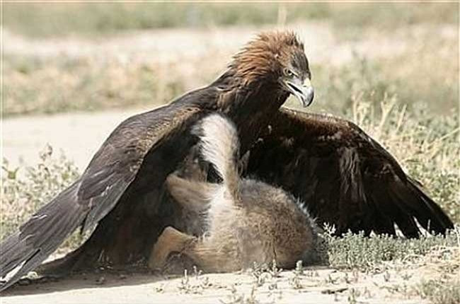 Con soi xam khuat phuc truoc mong vuot dai bang-Hinh-5