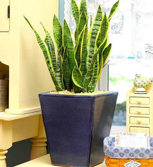 Nên trồng loại cây này trong nhà để hấp thụ hơn 100 loại độc tố - Hình 2 Nen trong loai cay nay trong nha de hap thu hon 100 loai doc to-Hinh-2