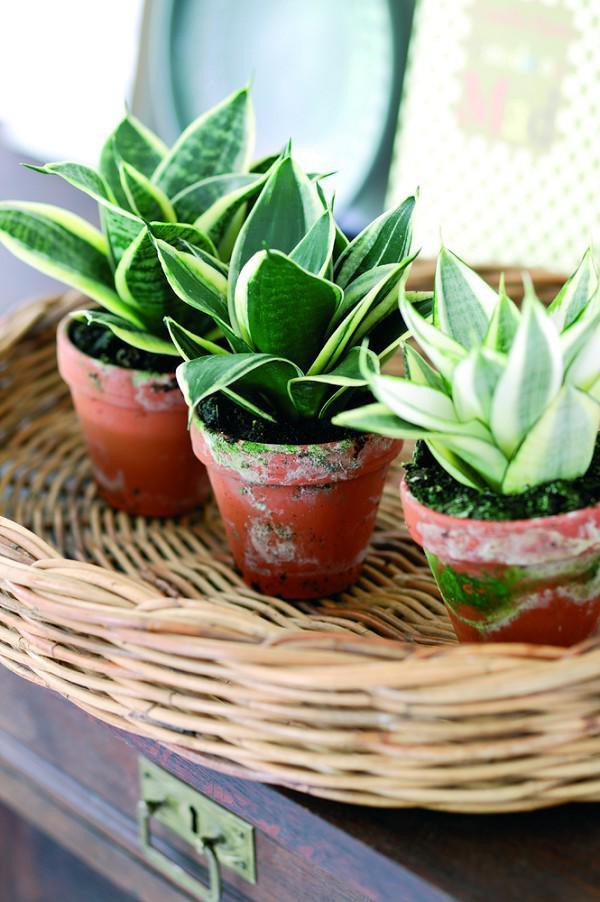 Nên trồng loại cây này trong nhà để hấp thụ hơn 100 loại độc tố - Hình 7 Nen trong loai cay nay trong nha de hap thu hon 100 loai doc to-Hinh-7