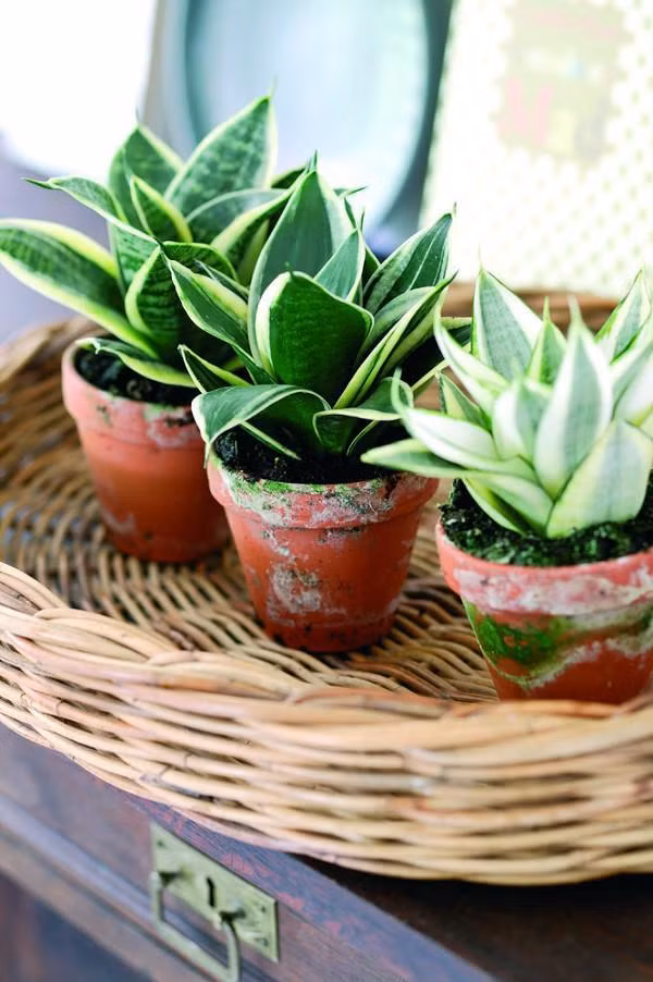 Nen trong loai cay nay trong nha de hap thu hon 100 loai doc to-Hinh-7