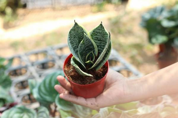 Nên trồng loại cây này trong nhà để hấp thụ hơn 100 loại độc tố - Hình 4 Nen trong loai cay nay trong nha de hap thu hon 100 loai doc to-Hinh-4