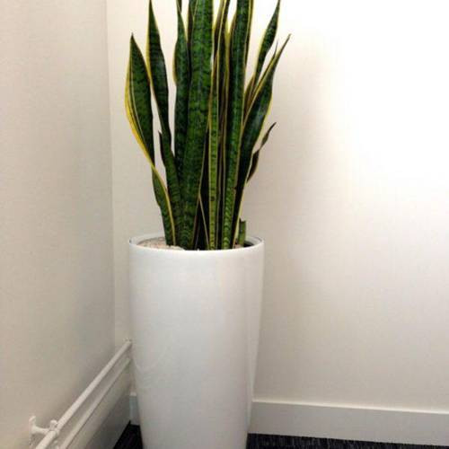 Nên trồng loại cây này trong nhà để hấp thụ hơn 100 loại độc tố - Hình 3 Nen trong loai cay nay trong nha de hap thu hon 100 loai doc to-Hinh-3