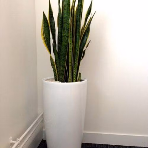 Nen trong loai cay nay trong nha de hap thu hon 100 loai doc to-Hinh-3